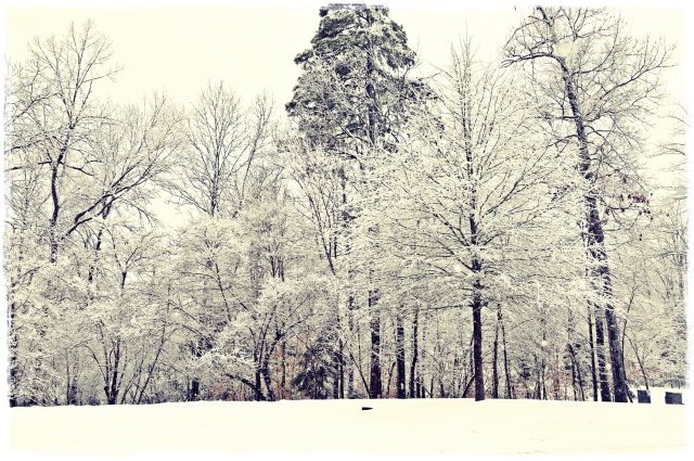 snow_trees_fr_sm