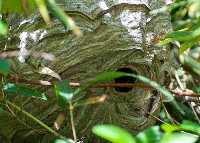 hornets nest pe sm